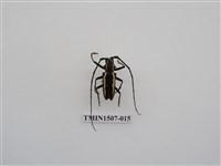 藏品(蘭嶼縱條長角天牛)的圖片